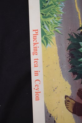 Lot 260 - Circa 1950s Ceylon Tea poster, 'Plucking tea in Ceylon'