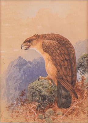 Lot 616 - Charles Edward Brittan (British, 1837-1888) - Watercolour - Golden eagle